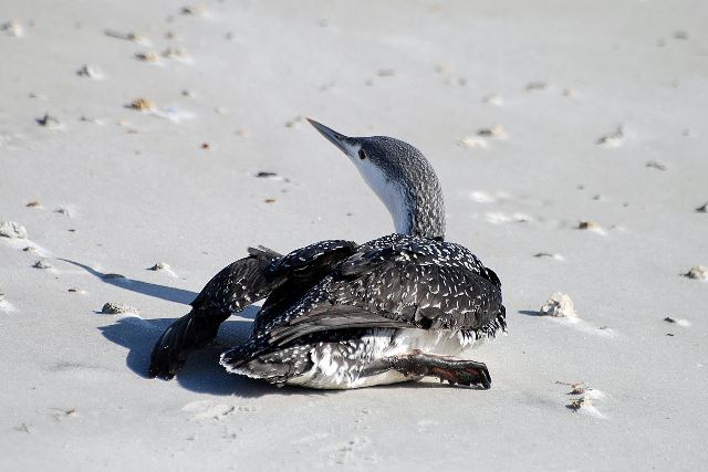 Red-throated Loon